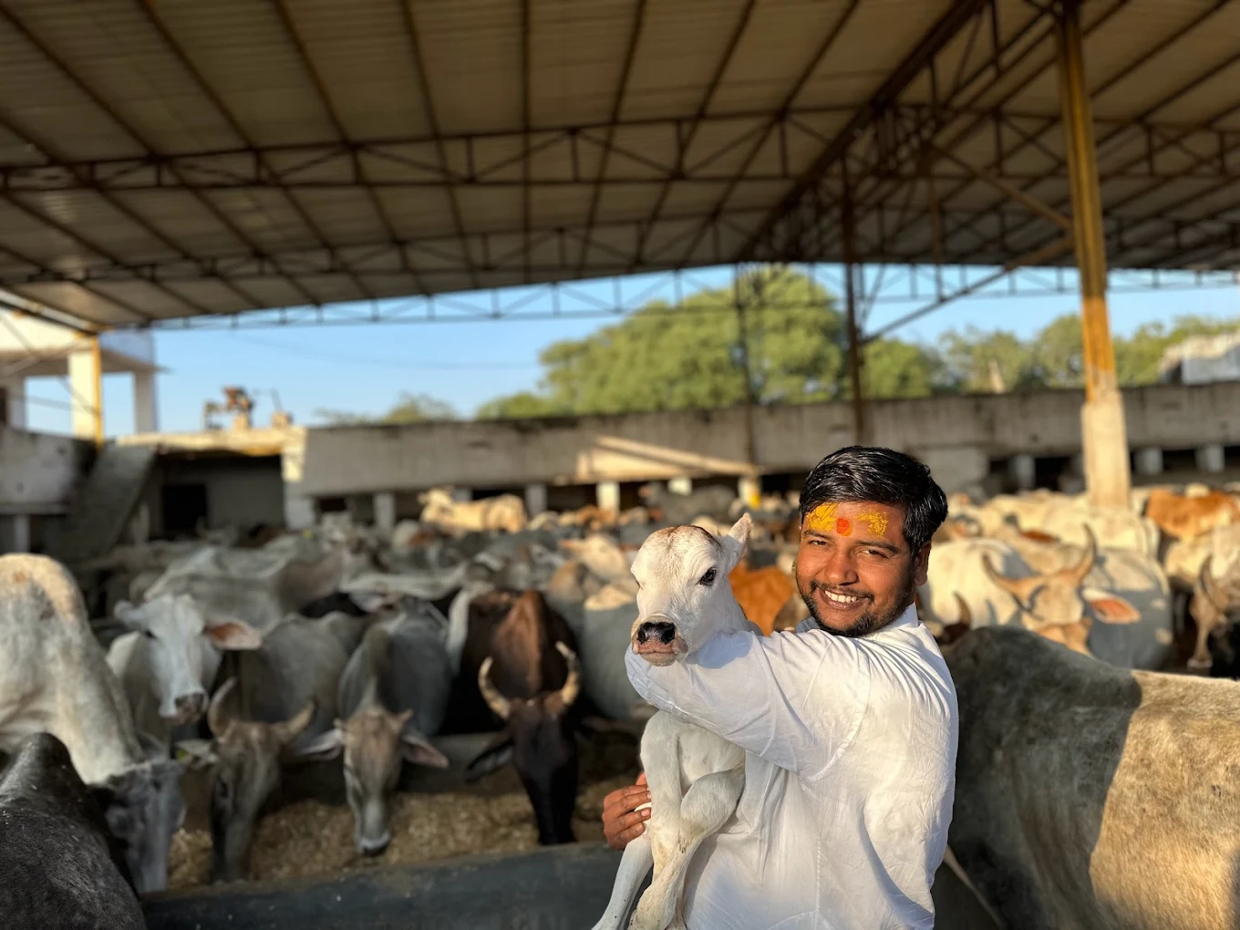 Initiatives to protect cows